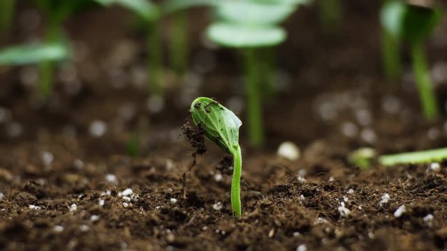 Timelapse of Growing plant, Sprouts Germination in greenhouse Agriculture