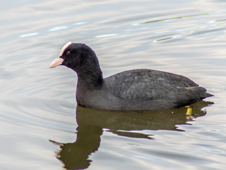 kokoszka wodna © Henryk Olszewski