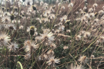 Flowers Grass On A Sunlight Meadow Nature Autumn Background