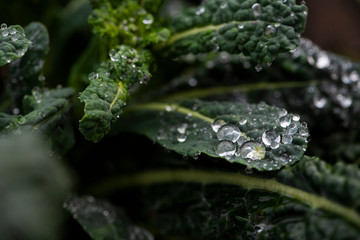 morning dew drops collected on dark green kale leaves in an organic garden, fresh dino kale after rain, macro water droplets on leaf