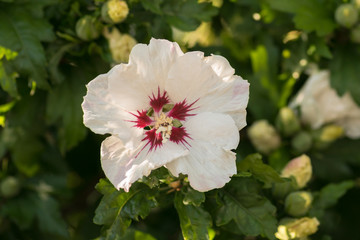 pink flower in the garden