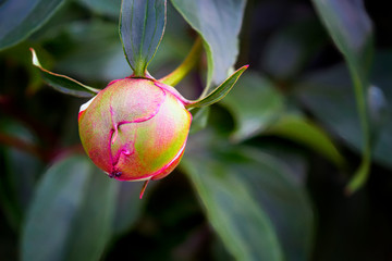 Garden flowers on a background of green foliage.