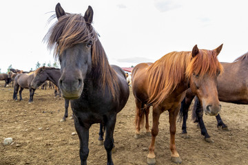 Two gorgeous black and brown horses in a big herd