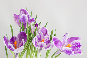Picturesque bouquet of crocuses on a light gray background, the concept of spring holidays and primroses