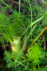 dew drops on fennel plants in garden, organic greens water droplets, green crops fresh leaves, fennel fronds