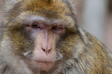 KINTZHEIM, FRANCE - MAY 31, 2015: Barbarian macaque monkey in the animal park of Kintzheim in France