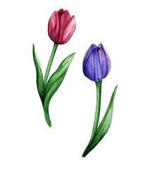 Watercolor hand drawn set of two colorful tulip flower. Delicate botanical artworks for trendy design.