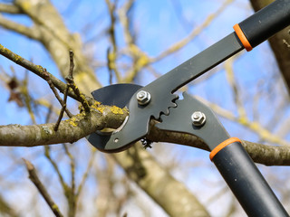 pruning of tree with a anvil looper against blue sky