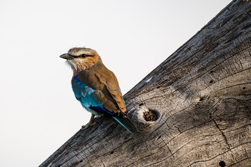 Lilac-breasted roller (coracias caudata)