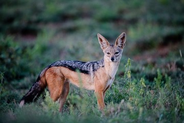 Black-backed Jackal