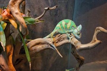 A disguised chameleon sits on a branch in a zoo in a terrarium