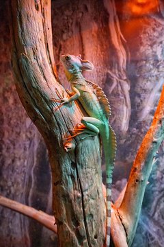 A disguised chameleon sits on a branch in a zoo in a terrarium