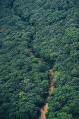 Jungle path from the top