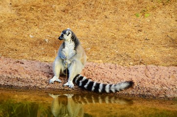Ring-Tailed Lemur (Lemur catta) sitting next to the river