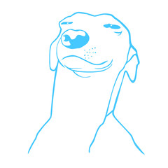 dog