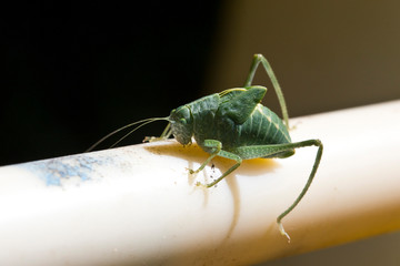Immature Greater Angle-Wing Katydid