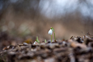 Snowdrop or common snowdrop (Galanthus nivalis) flowers