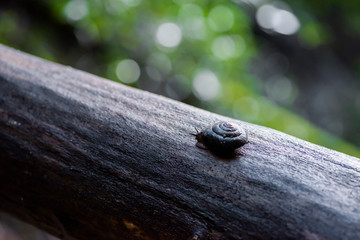 Pacific sideband snail in redwood forest climbing on falling log, large snail