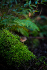 small wild mushrooms growing on forest floor, decomposing 