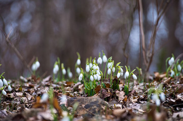 Snowdrop or common snowdrop (Galanthus nivalis) flowers