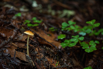 small wild mushrooms growing on forest floor, decomposing 
