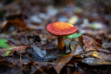 mushroom in the forest