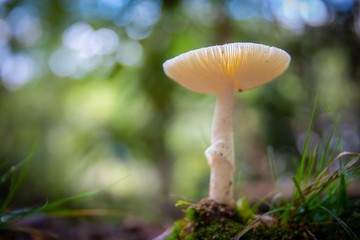 mushroom in forest