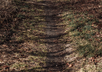 background of leaves