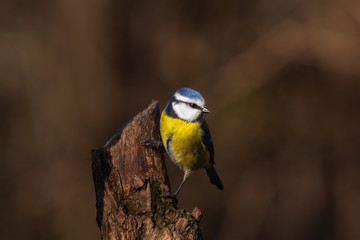 Close up portrait of an Eurasian blue tit on a wood trung in a forest during autumn