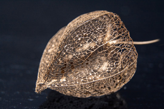 Phisalis. Golden skeleton of phisalis / Macro photo for disign of invitations, postcards, like canvas for text and congratulations.