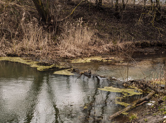 river in forest