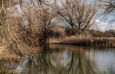 reflection of trees in the water