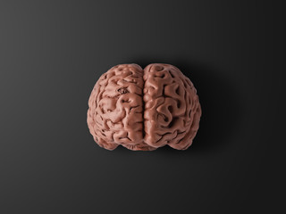 A human brain. Part of anatomy human body model with organ system.	