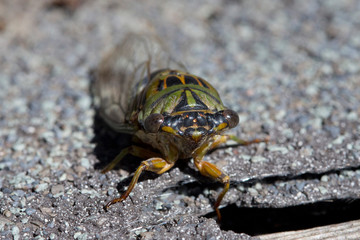 Green and Gold Cicada with Macro Details