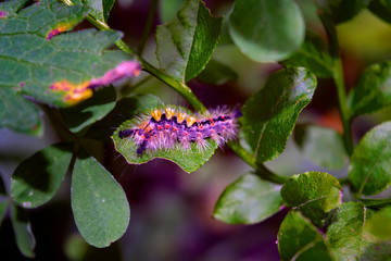Hairy caterpillar on a bush of forest blueberries close-up.