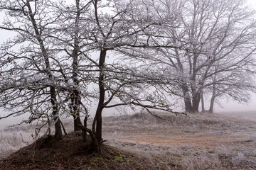 Łagodna zima na Podlasiu. Dolina Narwi. Krajobraz z mgłą i szronem. Polska - obrazy, fototapety, plakaty