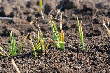 Young barley plants suffering from lack of moisture in spring.