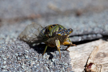 Green and Gold Cicada with Macro Details