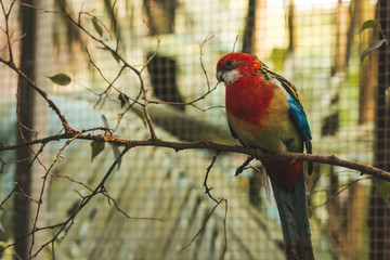The eastern rosella sitting on a tree branch with sunshine pouring overhead. Close up of a tropical bird in natural conditions.