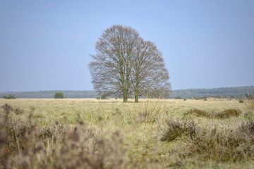 Two leafless bare trees in field in national park 'De Hoge Veluwe' in the Netherlands