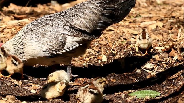 cute baby chicks with hen