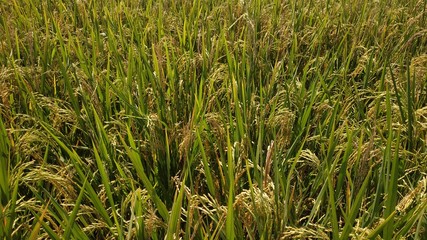 Close to Rice plant on paddy field