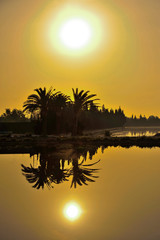 palmeras a la puesta de sol