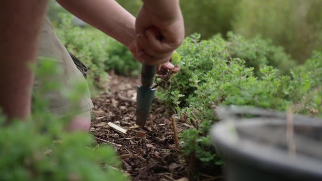 Young Urban man working in own garden hand-weeding
