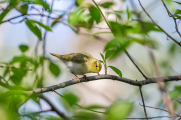 The wood warbler (Phylloscopus sibilatrix) is a common and widespread leaf warbler which breeds throughout northern and temperate Europe.