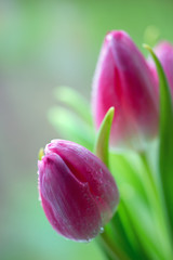 Fototapeta premium Pink tulips isolated on blur green background.