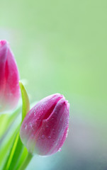 Fototapeta premium Pink tulips isolated on blur green background.