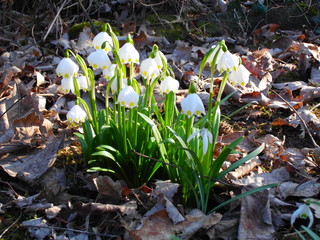 Märzenbecher im Frühling