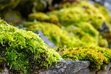 Moss over the stone.
