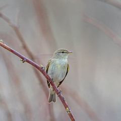 Common Chiffchaff (Phylloscopus collybita) perched on a branch. The common chiffchaff (Phylloscopus collybita), or simply the chiffchaff, is a common and widespread leaf warbler.